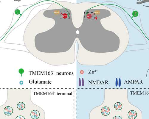 代孕费用多少,多囊卵巢治好后月经稀少，具体是什么原因导致？