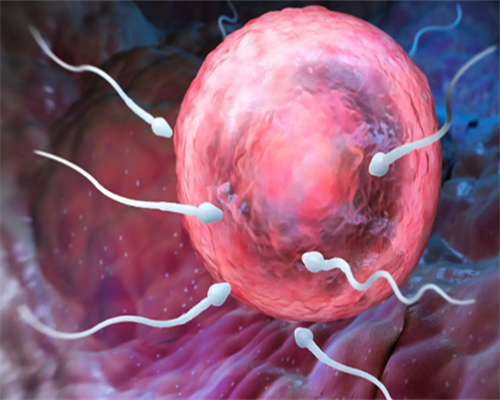 中山一院试管代孕囊胚移植费用 中山一院试管代孕囊胚移植费用高吗