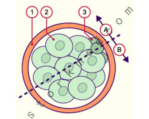 代生双胞胎中介+国外洗精代孕,试管移植后没着床会有黄体吗？