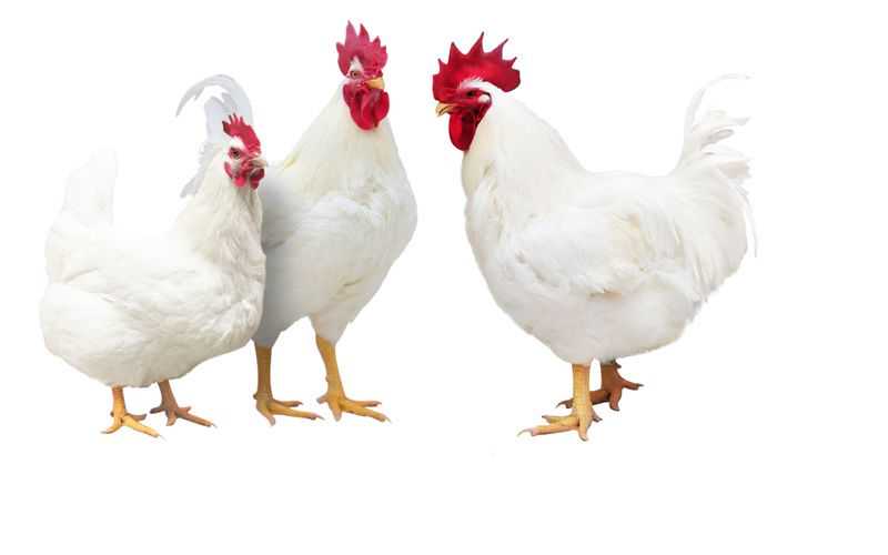 打破国外垄断的白羽肉鸡 究竟是怎样育成的？